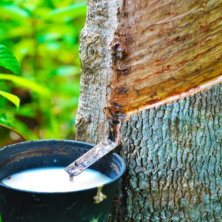 Culture arbre latex hévéa Parablond Parabeige Solutions Elastomeres