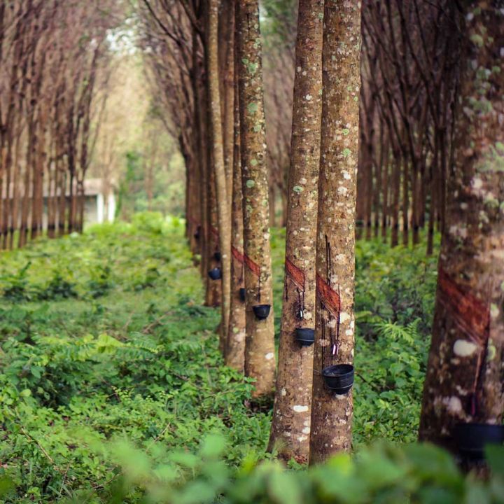 Culture arbre latex hévéa Naturel Solutions Elastomeres